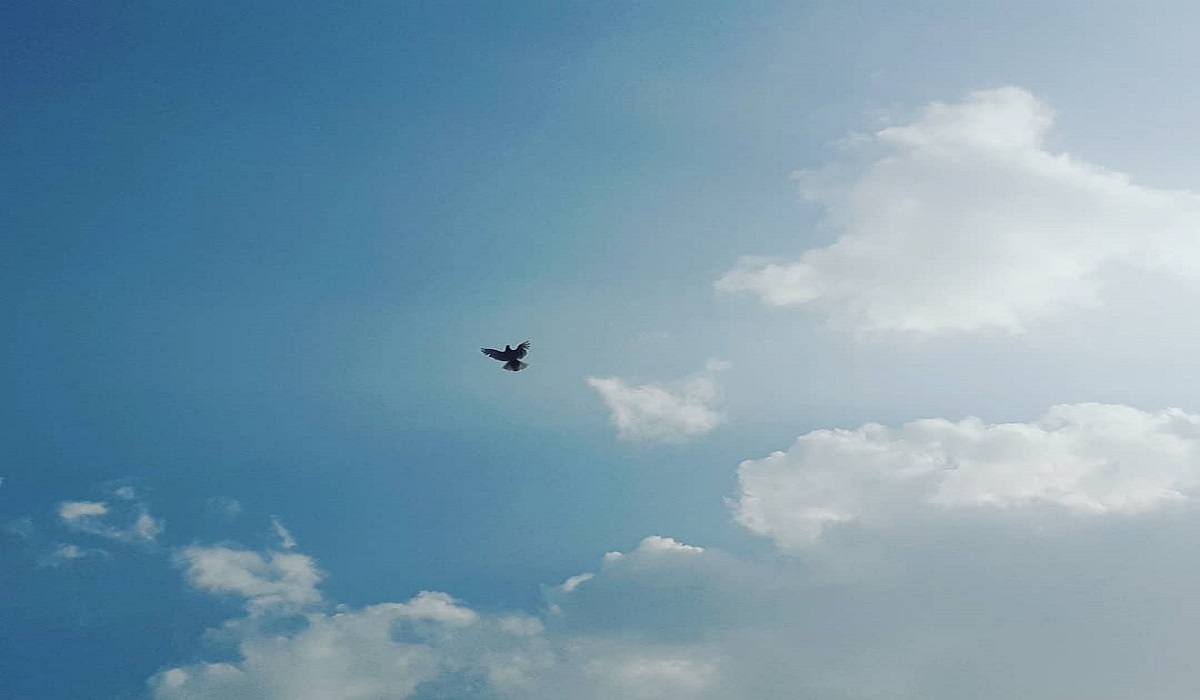 Beautiful bird