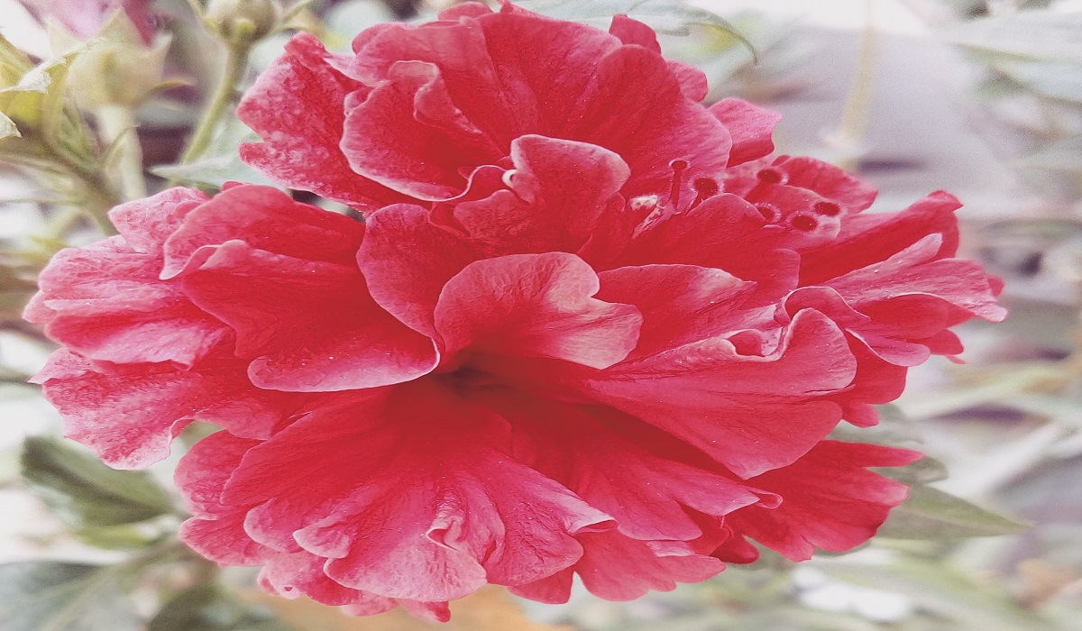 Beautiful flower